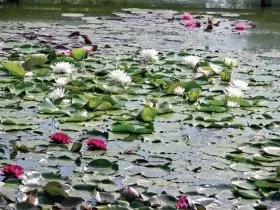 Ставок з лататтям посадка і догляд за німфея фото (посадка) Ставок з лататтям посадка і догляд за німфея фото