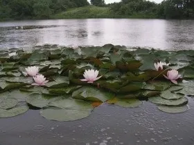 Ставок з лататтям посадка і догляд за німфея фото (догляд) Ставок з лататтям посадка і догляд за німфея фото