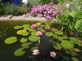 Ставок з лататтям посадка і догляд за німфея фото (ставок) Ставок з лататтям посадка і догляд за німфея фото