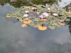 Ставок з лататтям посадка і догляд за німфея фото (догляд) Ставок з лататтям посадка і догляд за німфея фото