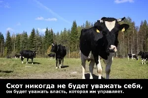 Путін злодій, шахрай підтасував вибори (путин) Путін злодій, шахрай підтасував вибори