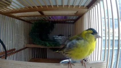Птах чиж (carduelis spinus) опис, види, фото, відео, голос (опис) Птах чиж (carduelis spinus) опис, види, фото, відео, голос