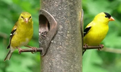 Птах чиж (carduelis spinus) опис, види, фото, відео, голос (spinus) Птах чиж (carduelis spinus) опис, види, фото, відео, голос