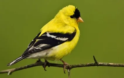 Птах чиж (carduelis spinus) опис, види, фото, відео, голос (опис) Птах чиж (carduelis spinus) опис, види, фото, відео, голос