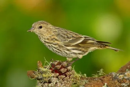 Птах чиж (carduelis spinus) опис, види, фото, відео, голос (опис) Птах чиж (carduelis spinus) опис, види, фото, відео, голос
