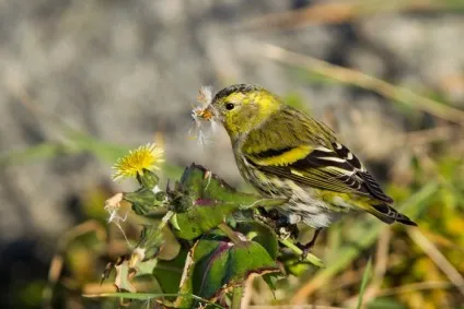 Птах чиж (carduelis spinus) опис, види, фото, відео, голос (carduelis) Птах чиж (carduelis spinus) опис, види, фото, відео, голос