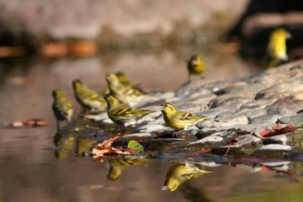 Птах чиж (carduelis spinus) опис, види, фото, відео, голос (види) Птах чиж (carduelis spinus) опис, види, фото, відео, голос