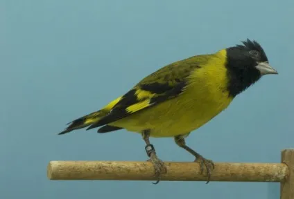 Птах чиж (carduelis spinus) опис, види, фото, відео, голос (опис) Птах чиж (carduelis spinus) опис, види, фото, відео, голос
