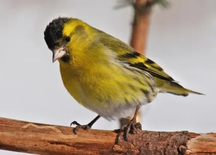 Птах чиж (carduelis spinus) опис, види, фото, відео, голос (carduelis) Птах чиж (carduelis spinus) опис, види, фото, відео, голос