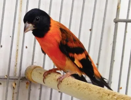 Птах чиж (carduelis spinus) опис, види, фото, відео, голос (опис) Птах чиж (carduelis spinus) опис, види, фото, відео, голос