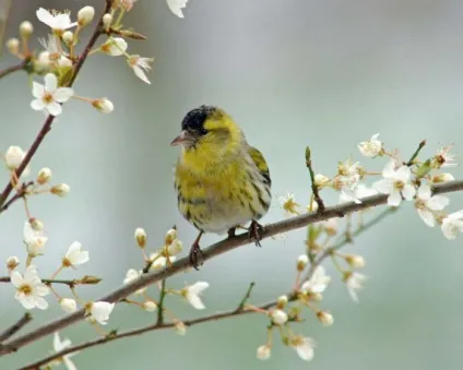 Птах чиж (carduelis spinus) опис, види, фото, відео, голос (птах) Птах чиж (carduelis spinus) опис, види, фото, відео, голос