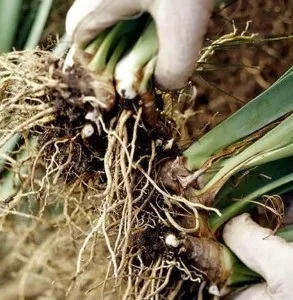 Розмноження рослин діленням куща (розрізати гострим ножем) Розмноження рослин діленням куща