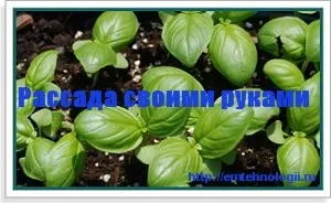 Розсада своїми руками із застосуванням ем-технології (руками) Розсада своїми руками із застосуванням ем-технології