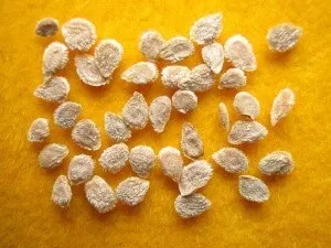 Розсада помідорів - як її виростити в домашніх умовах (виростити) Розсада помідорів - як її виростити в домашніх умовах