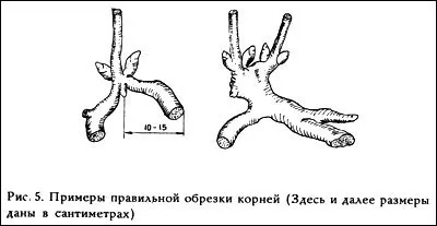 Розмноження поділом кущів