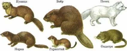 Рослинний і тваринний мірУкаіни