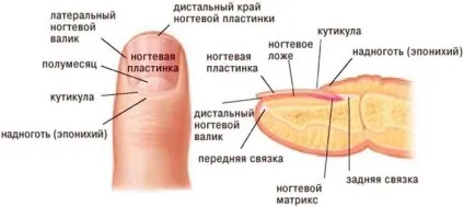 Розшарування нігтів лікуємо швидко і ефективно (швидко) Розшарування нігтів лікуємо швидко і ефективно