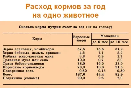 Розведення і вирощування нутрій в домашніх умовах для початківців (тварини) Розведення і вирощування нутрій в домашніх умовах для початківців