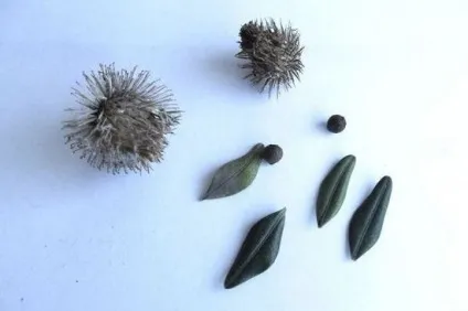 Реп'ях як виглядає рослина, будова лопуха великого, опис, трава, насіння, плоди, лікувальні (будова) Реп'ях як виглядає рослина, будова лопуха великого, опис, трава, насіння, плоди, лікувальні