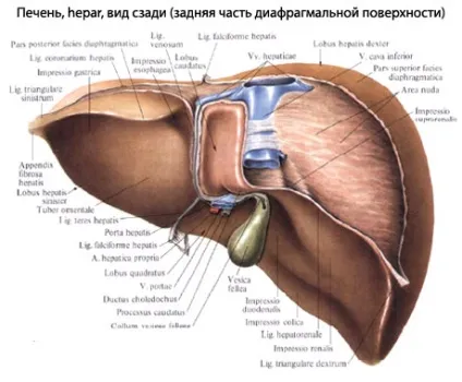 Регенерація печінки і можливості її стимулювання - все про печінки