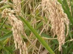 Рис - головний продукт харчування половини людства (головним продуктом харчування) Рис - головний продукт харчування половини людства
