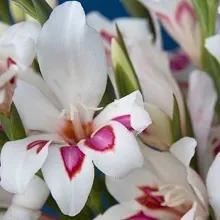 Садові квіти гладіолуси, приватний будинок