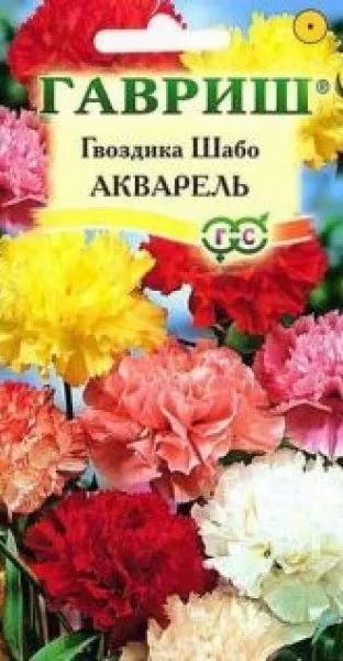 Садова гвоздика відео-інструкція по вирощуванню своїми руками, особливо посадки, догляду, шабо, (садові) Садова гвоздика відео-інструкція по вирощуванню своїми руками, особливо посадки, догляду, шабо,