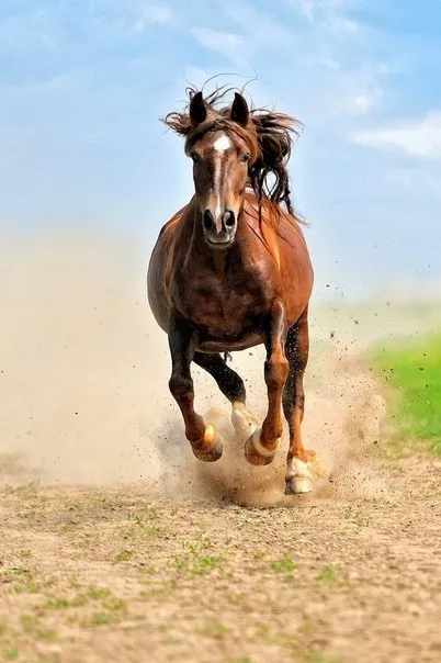 Найшвидша кінь у світі швидкість, кінь важкоатлет (швидкість) Найшвидша кінь у світі швидкість, кінь важкоатлет