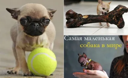 Найменша в світі собака серед найменших (20 фото)