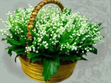 13 років