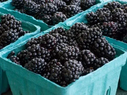 14 Продуктів, які можна їсти в будь-якій кількості і не боятися поправитися (які) 14 Продуктів, які можна їсти в будь-якій кількості і не боятися поправитися