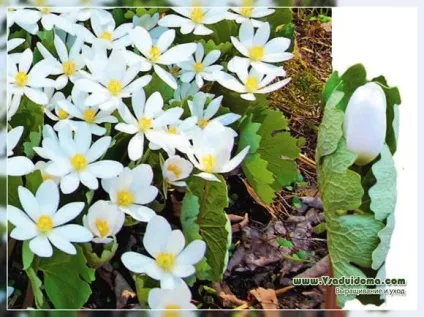 Сангвінарія (фото) - посадка та догляд, сайт про сад, дачі і кімнатних рослинах (протягом двох тижнів) Сангвінарія (фото) - посадка та догляд, сайт про сад, дачі і кімнатних рослинах