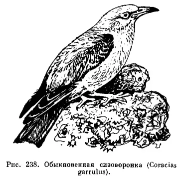 Сімейство сізоворонковие (coraciidae) - це (крайні кермові пір'я) Сімейство сізоворонковие (coraciidae) - це