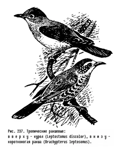 Сімейство сізоворонковие (coraciidae) - це (сізоворонковие) Сімейство сізоворонковие (coraciidae) - це