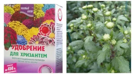 Секрети вирощування хризантем (хризантем) Секрети вирощування хризантем