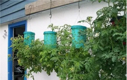 Секрети вирощування помідорів догори ногами (помідорів) Секрети вирощування помідорів догори ногами