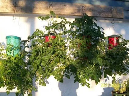 Секрети вирощування помідорів догори ногами (ногами) Секрети вирощування помідорів догори ногами