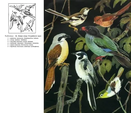 Сімейство сізоворонковие (coraciidae) - це (сізоворонковие) Сімейство сізоворонковие (coraciidae) - це