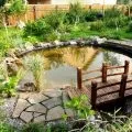 Штамбові рослини в ландшафтному дизайні (рослини) Штамбові рослини в ландшафтному дизайні