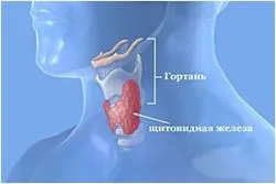 Щитовидка і вагітність (вагітність) Щитовидка і вагітність