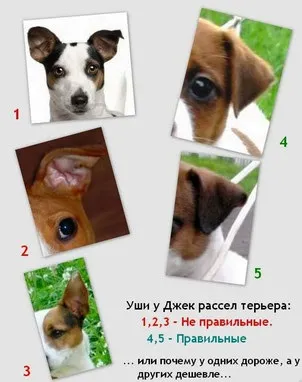 Цуценята на продаж - джек рассел тер'єр; в'язка з джек рассел тер'єр; вертус бест годсенд ланд до; (Тер'єр) Цуценята на продаж - джек рассел тер'єр; в'язка з джек рассел тер'єр; вертус бест годсенд ланд до;