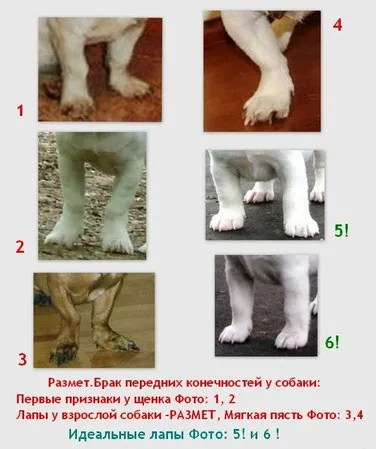 Цуценята на продаж - джек рассел тер'єр; в'язка з джек рассел тер'єр; вертус бест годсенд ланд до; (Рассел) Цуценята на продаж - джек рассел тер'єр; в'язка з джек рассел тер'єр; вертус бест годсенд ланд до;