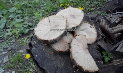 Тріска для копчення своїми руками - прокоптить (руками) Тріска для копчення своїми руками - прокоптить