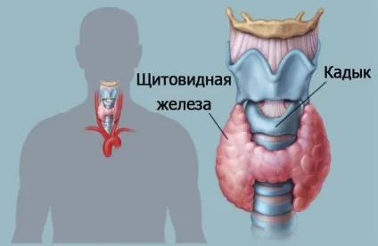 Щитовидна залоза лікування, симптоми, захворювання, діагностика (лікування) Щитовидна залоза лікування, симптоми, захворювання, діагностика