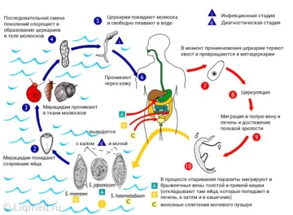 Шистосомоз симптоми, лікування, діагностика і профілактика (шистосомоз) Шистосомоз симптоми, лікування, діагностика і профілактика