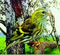 Симпатяга чиж, наука і життя (освіта) Симпатяга чиж, наука і життя