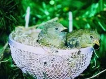 Симпатяга чиж, наука і життя (журнал наука) Симпатяга чиж, наука і життя