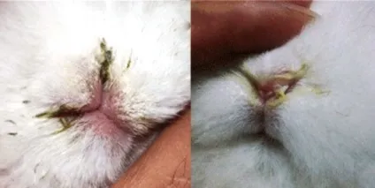 Симптоми і методи лікування риніту у кроликів (multocida Bordetella bronchiseptica) Симптоми і методи лікування риніту у кролів