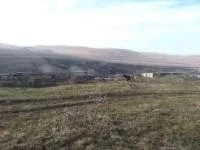 Собака астматики, краса, тварини