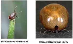 Собаку вкусив кліщ симптоми, лікування та можливі наслідки (симптоми) Собаку вкусив кліщ симптоми, лікування та можливі наслідки